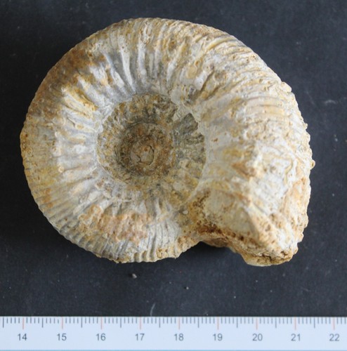 Ammonite fossile bajocien - fossile,