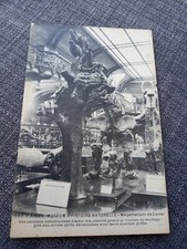 Cpa Paris museum histoire naturelle Megatherium de cuvier  Édition Rosle