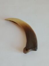 Défense de phacochère 