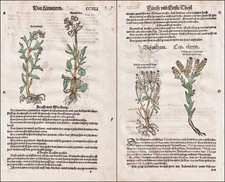 Balai De Sorcière Cresson De Jardin Livre Des Herbes Botanique Lonitzer 1564