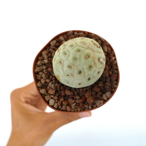 Tephrocactus geometricus one - tephrocactus,