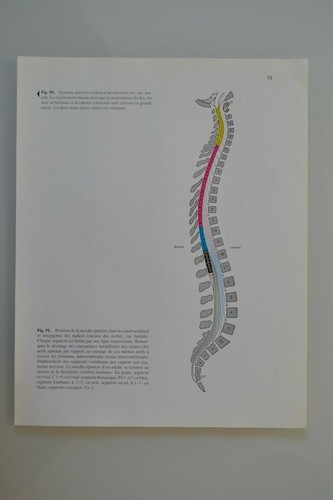 Planche anatomie humaine - planche, d'anatomie