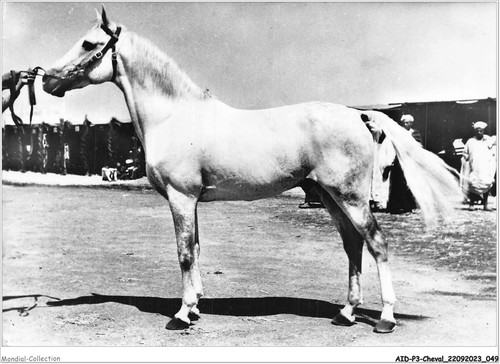 Aidp3 chevaux 0175 pur - -,