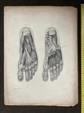 Grande planche anatomie