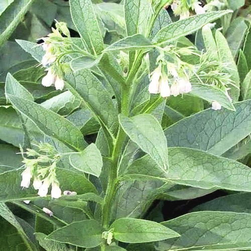 Consoude officinale rhyzomes - consoude,