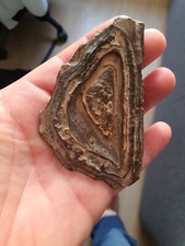 Morceau de bois fossilisé - 65-100 millions d'années - Piece of fossilized wood
