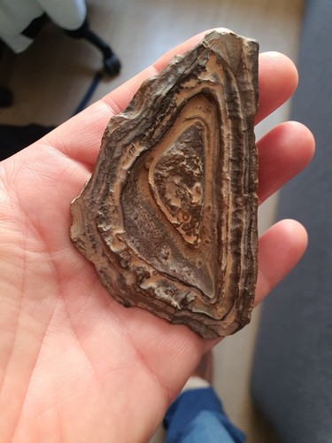 Morceau bois fossilisé - bois,