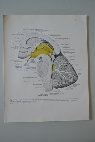 Planche anatomie humaine - planche, d'anatomie