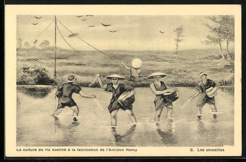Cpa culture riz destiné - cpa, du