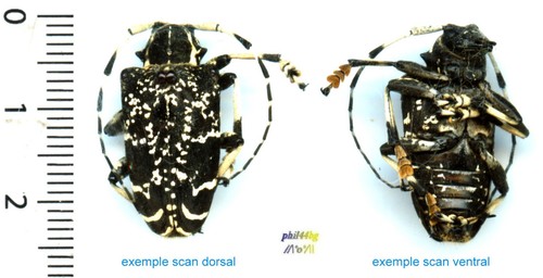 Cerambycidae leucographus - cerambycidae,