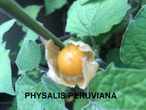 Graines physalis - graines,