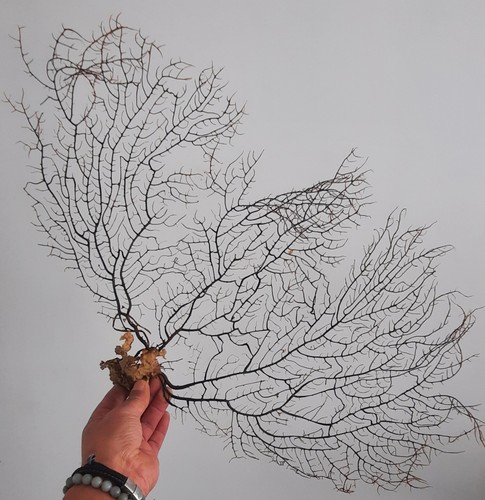 Curiosité taxidermie - curiosité,