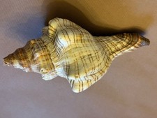 Coquillage de collection 