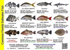 Saltwater Fish ID and