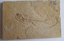 SMERDIS MACRURUS - PLAQUE en