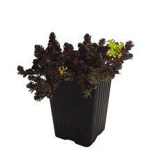 Sedum hakonense 'Chocolate