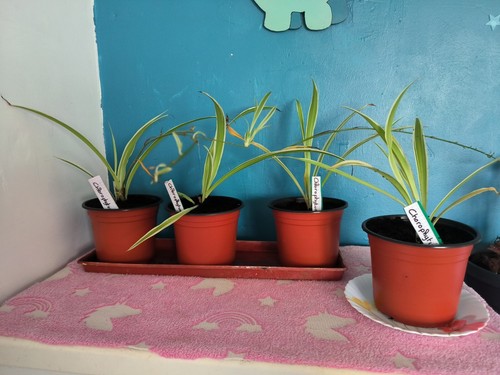 chlorophytum