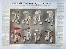 CHAMPIGNONS QUI TUENT c. 1898 AFFICHE LITHOGRAPHIQUE ORIGINALE IMP DRAEGER PARIS