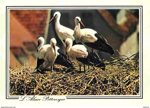 Carte postale animaux - animaux,