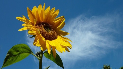Demi tournesol géant - 20,