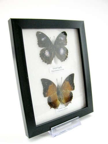 Vrais beaux papillons - 2,
