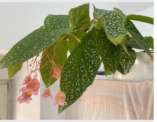 Begonia tamaya comte de - begonia, ou