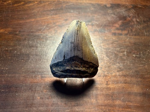 Dent megalodon fossile 100%