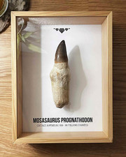 🐊Dent avec racine de