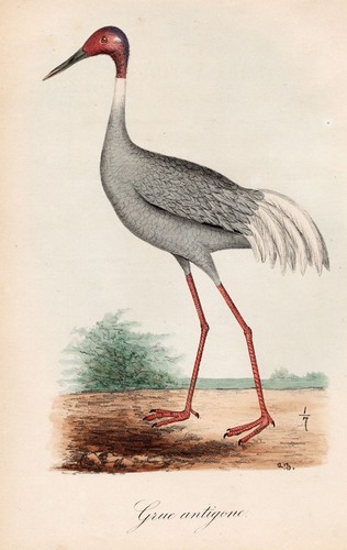 Grue antigone oiseaux - grue,