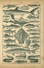 Document planche ancienne