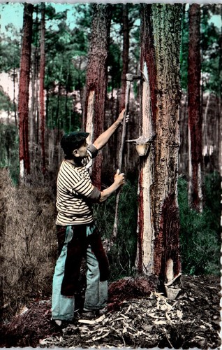 Les landes pittoresques - landes,