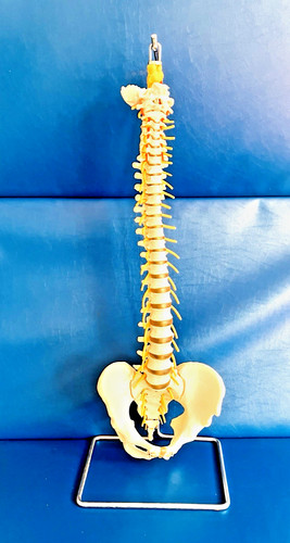 Vintage somso flexible human - vintage,