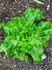 Graines de CHICOREE SCAROLE