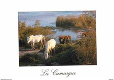 Animaux - Chevaux - Camargue - Camarguais - Horses - Pferde - CPM - Carte Neuve