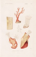 Isis Nobilis Corail Coraux