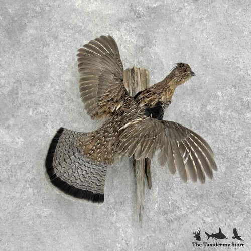 32374 ruffed grouse - |,
