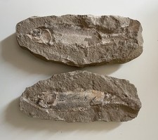 FOSSILE  , POISSON  (