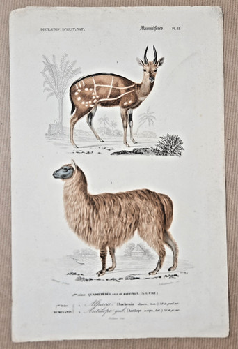Gravure coloriée quadrupède - gravure,