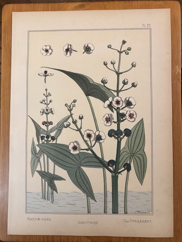 Eugène grasset sagittaire - eugène, :