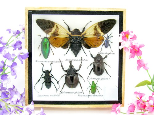 Insectes exotiques réel - 3d,