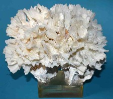 CORAL -  CORAIL  FLEURS SUR