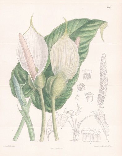 Caladium pubescens peru - caladium,