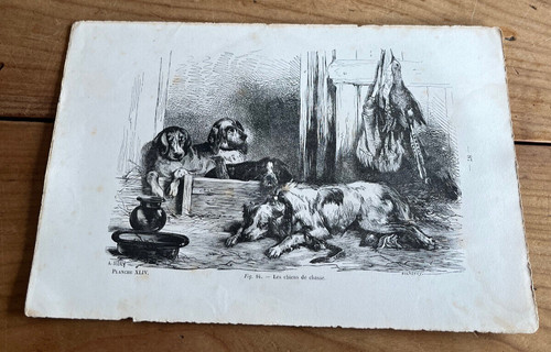 Gravure ancienne chien n27 - ancienne, les