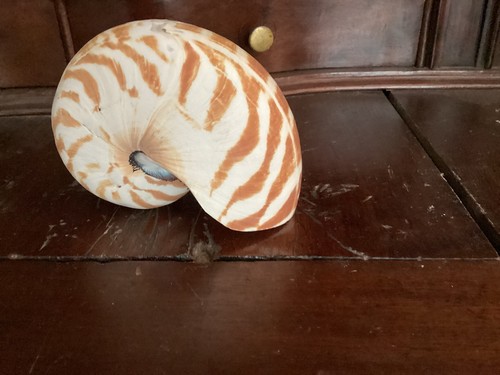 Rare petit nautile zêbré