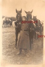 Cheval De Traction Pour Soldat Sur Le Terrain D'Exercice De Königsbrück, Saxe