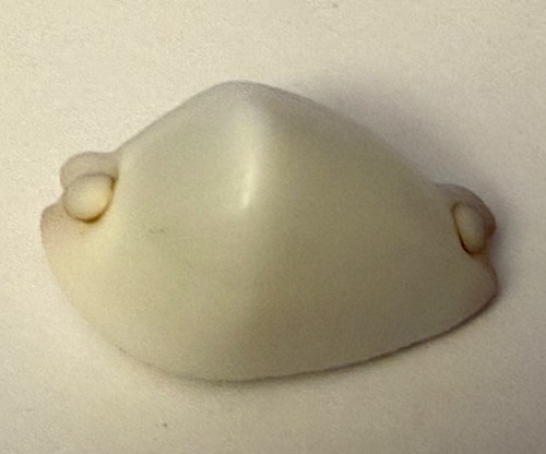 Calpurnus verucosus mm - 25.92,