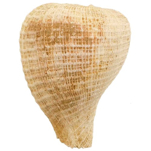 Coquillage fossile pirula