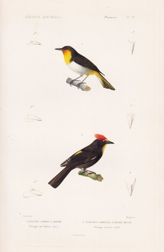 Tangara schillertangaren - tangara,