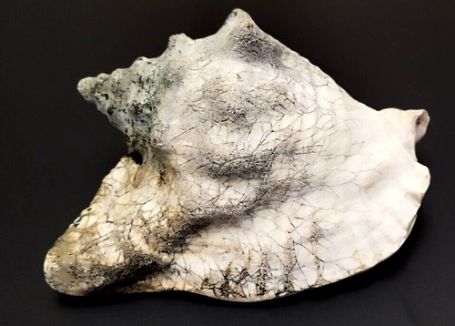 Ancien coquillage strombus - coquillage,