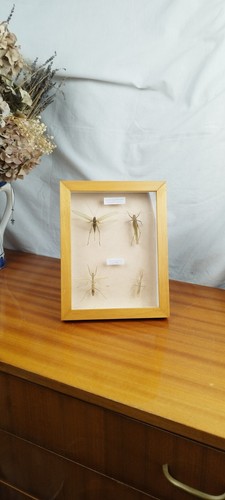 Cadre entomologie sauterelle - d'entomologie,